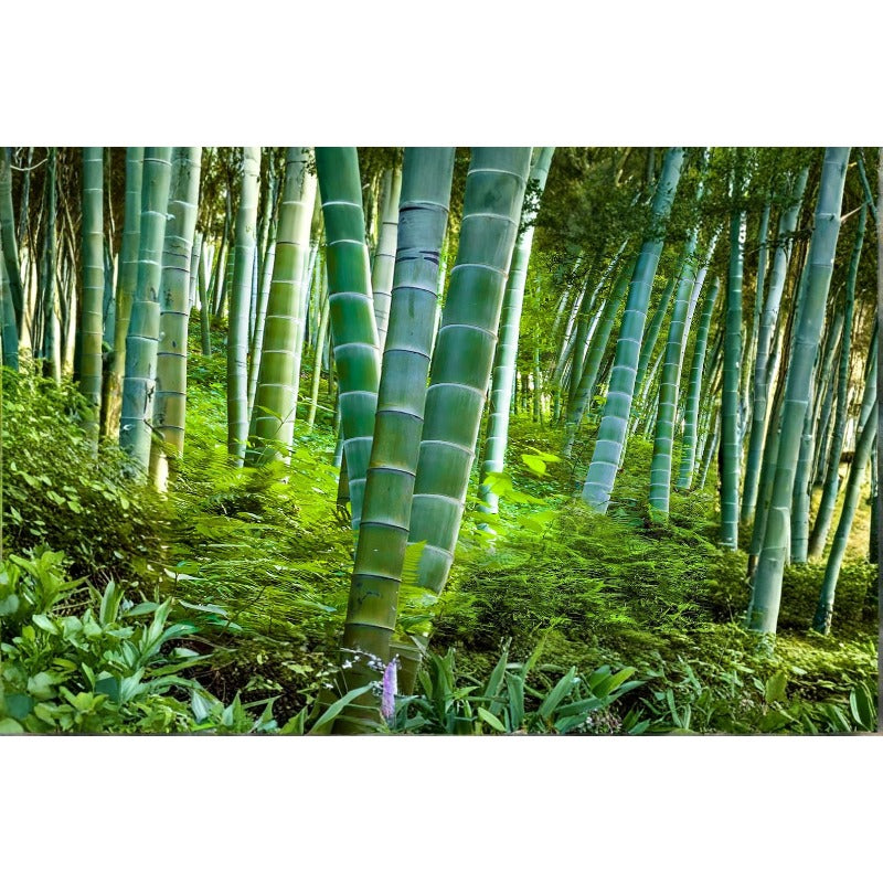 92Pcs Bamboo Seeds Complement Any Type Of Outdoor Home Decor