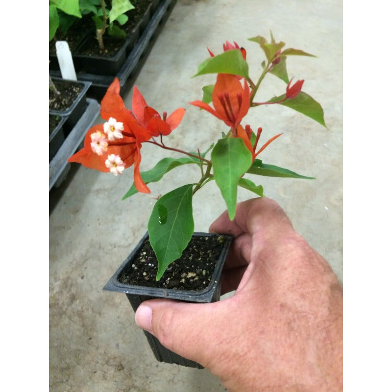 150 Bougainvillea Seeds Friendly for new gardeners grow into full sprawling climbing form with steady seasonal foliage and flower renewal features