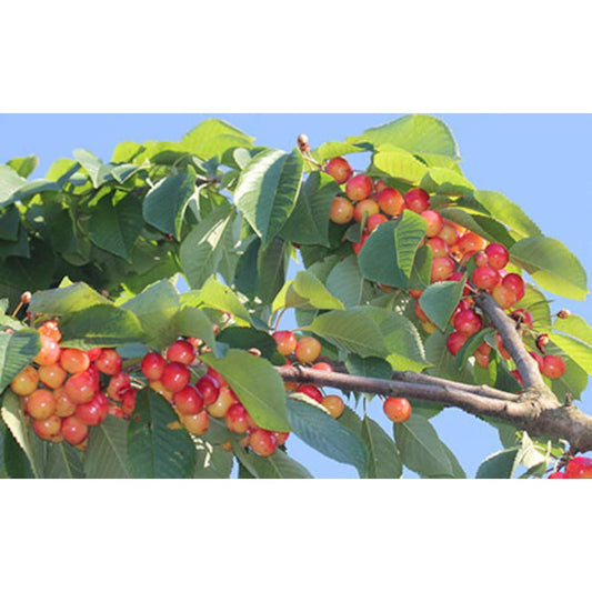 30Pcs Cherry Tree Seeds Easy to Cultivate Flowering Branches for Small Spaces Planting