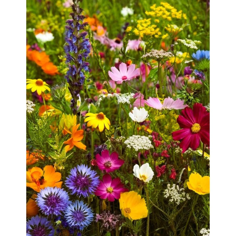 900Pcs Mix Wildflower Seeds simple to grow for yard blank filling, wild garden styling and large leisure space layout