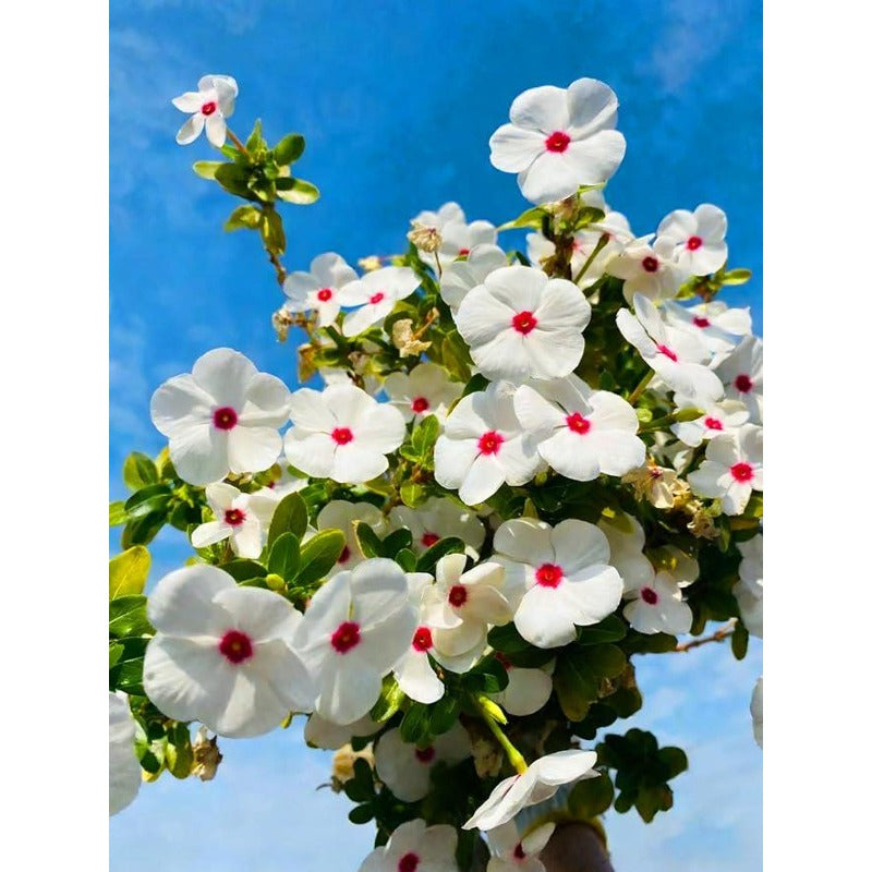 100 Madagascar Periwinkle Seeds Non GMO Perennial Garden Flower Seed Pack