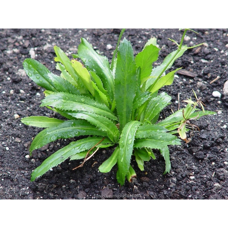 200pcs Easy Care Culantro Seeds great for sowing in shaded ventilated moist spaces and backyard container locations