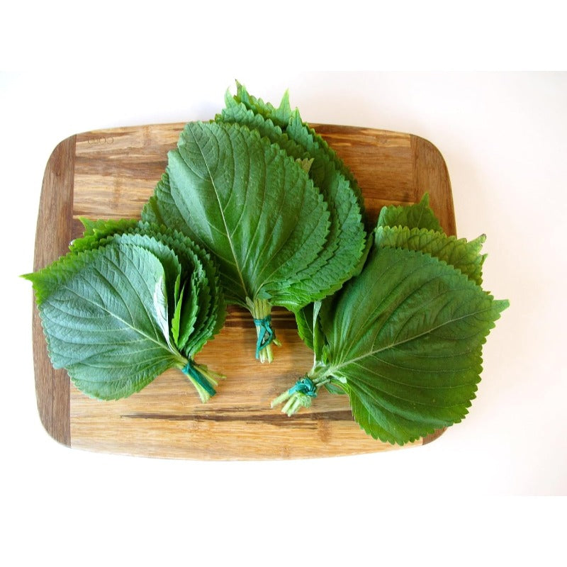 100pcs Straightforward Growing Perilla Seeds ideal for lining yard perimeters, garden edges and leisure open grounds