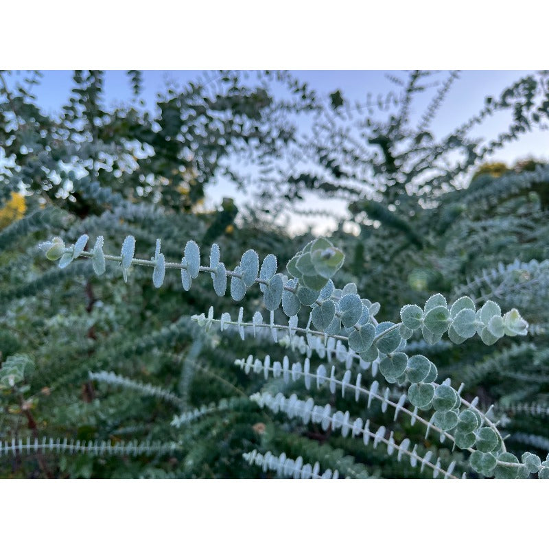 98Pcs Eucalyptus Seeds Fit for home planting hold consistent seasonal growth cycles for lasting landscape ornamental value