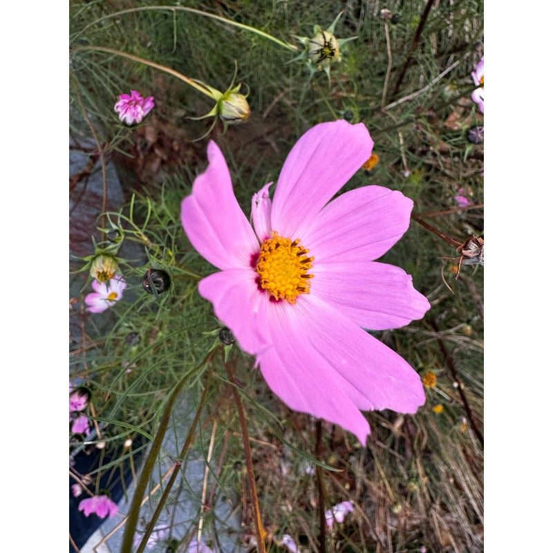 80Pcs Perfect For Those Who Love Effortless Gardening Success Cosmos Seeds Easy To Grow
