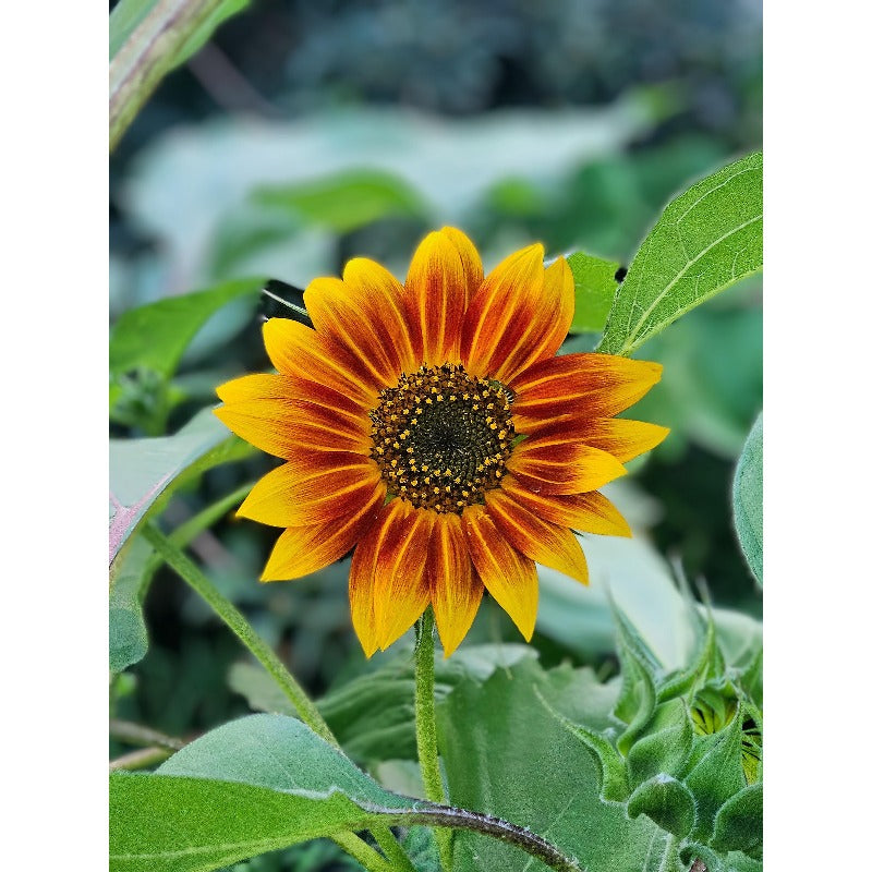 98Pcs Sunflower Seeds Perfect for beginner sowing adapt well to container cultivation and in ground garden placement
