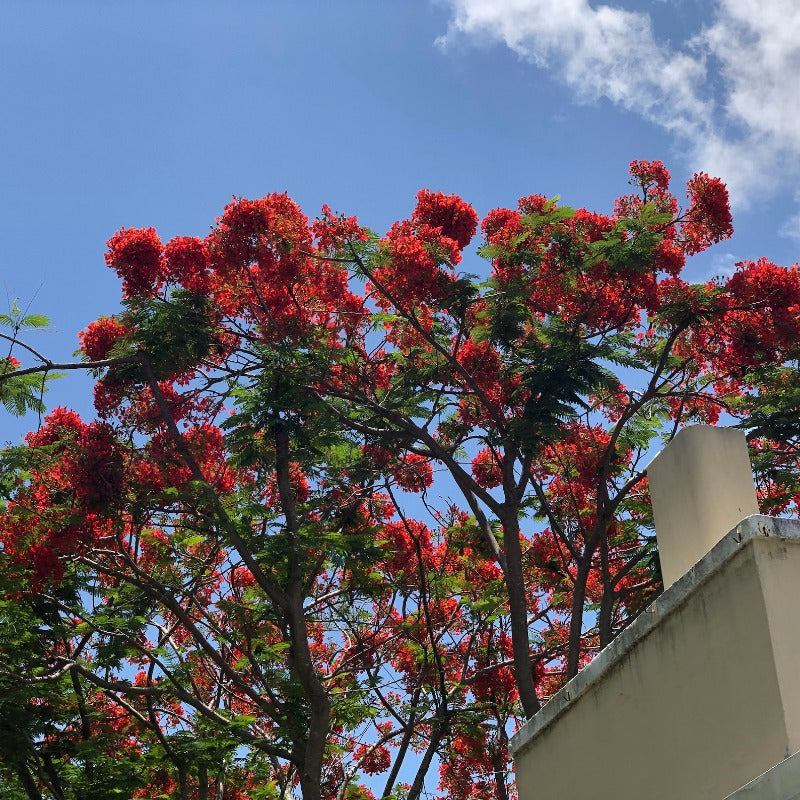 20Pcs Royal Poinciana Seeds Attractive To Wildlife Adds Life And Movement To Your Garden