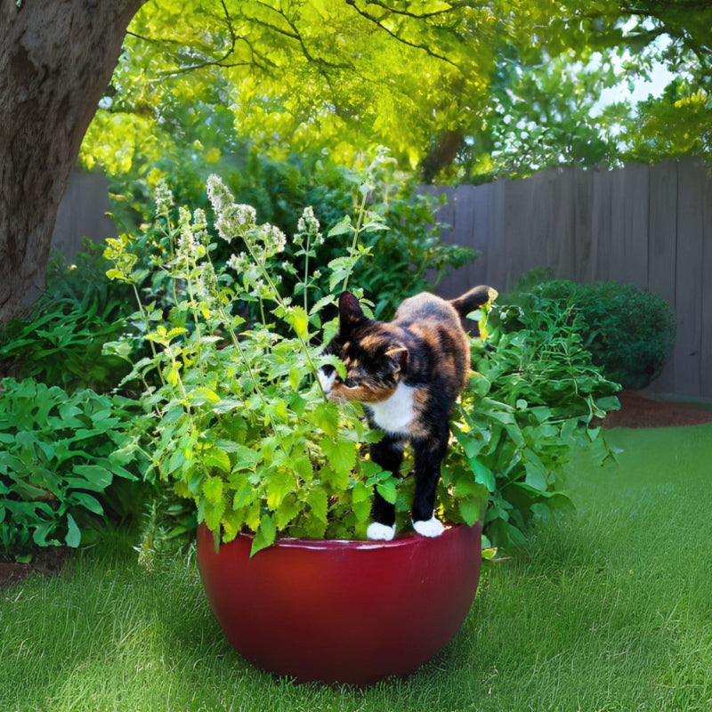 941Pcs Catnip Seeds: Fragrant Heirloom Herb - Easy to Grow