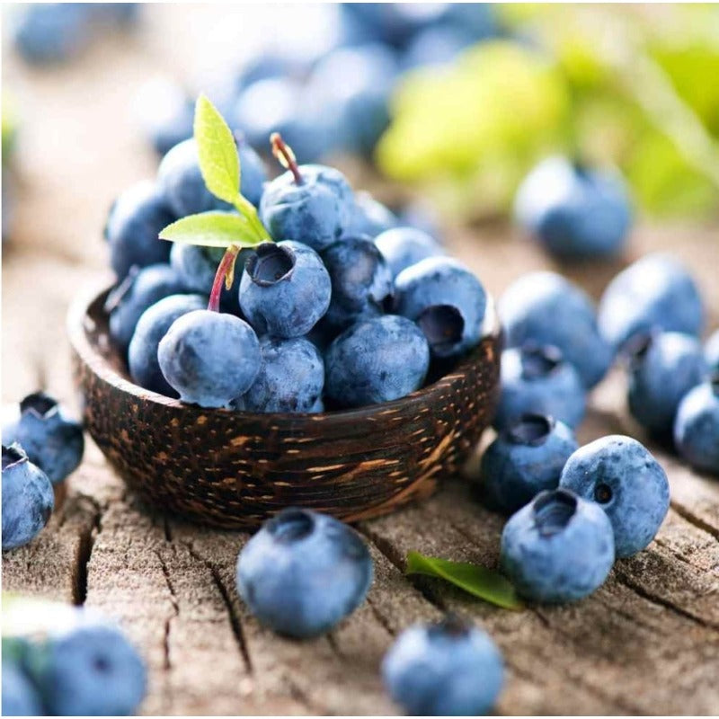 475Pcs Blueberry Seeds Perfect for beginner planting to create structured ornamental layers in home yard designs