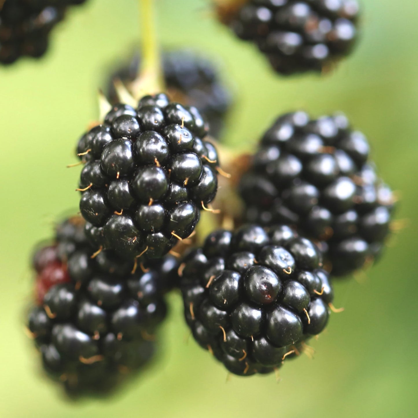 200Pcs Blackberry Seeds Structured Form For Neat Landscapes Simple To Cultivate