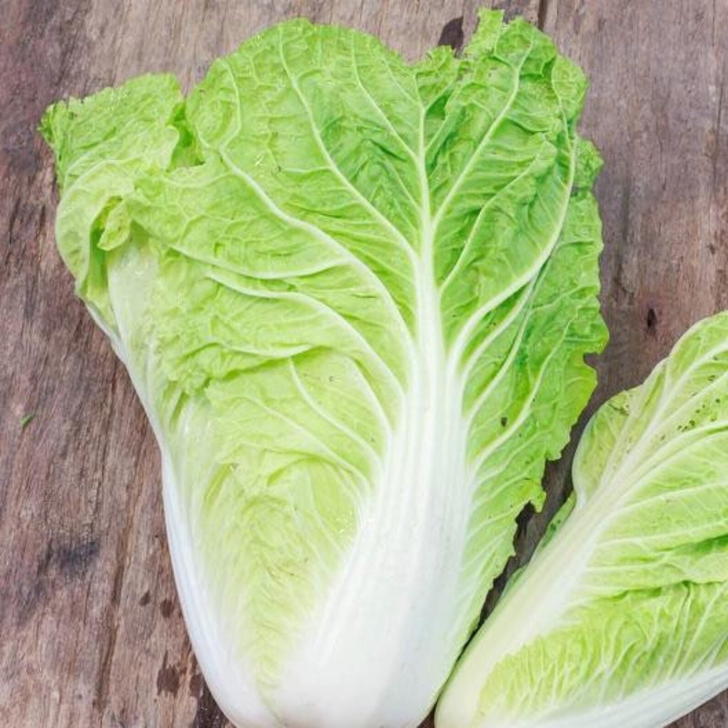 200 Chinese Cabbage Seeds Friendly for new gardeners grow into full compact rosette form with steady seasonal foliage renewal features