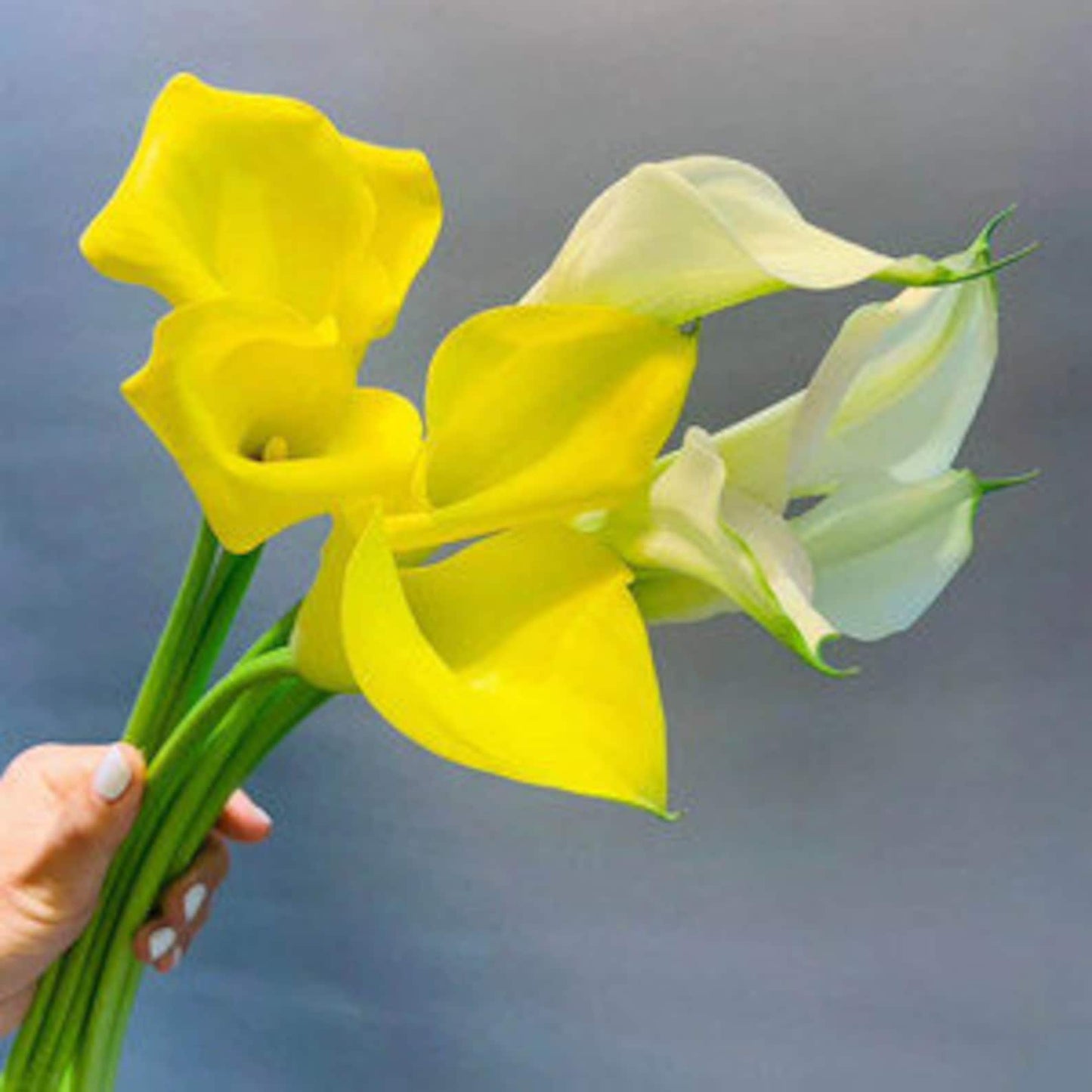 100Pcs Thrives In Cool Temperatures And Full Sun Yellow Lily Seeds Cold Hardy Plant