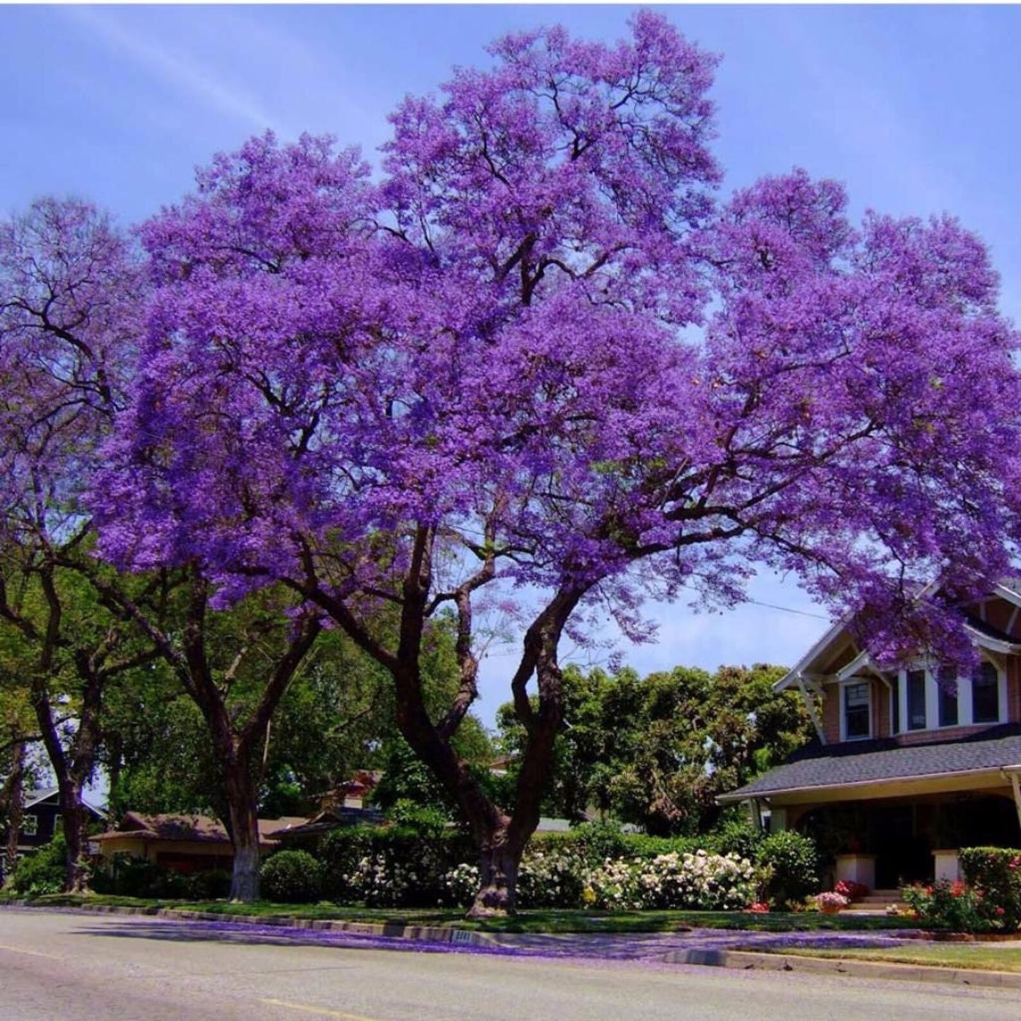 43Pcs Jacaranda Tree Seeds Great For Raising Work Well In Ground And Container Setups