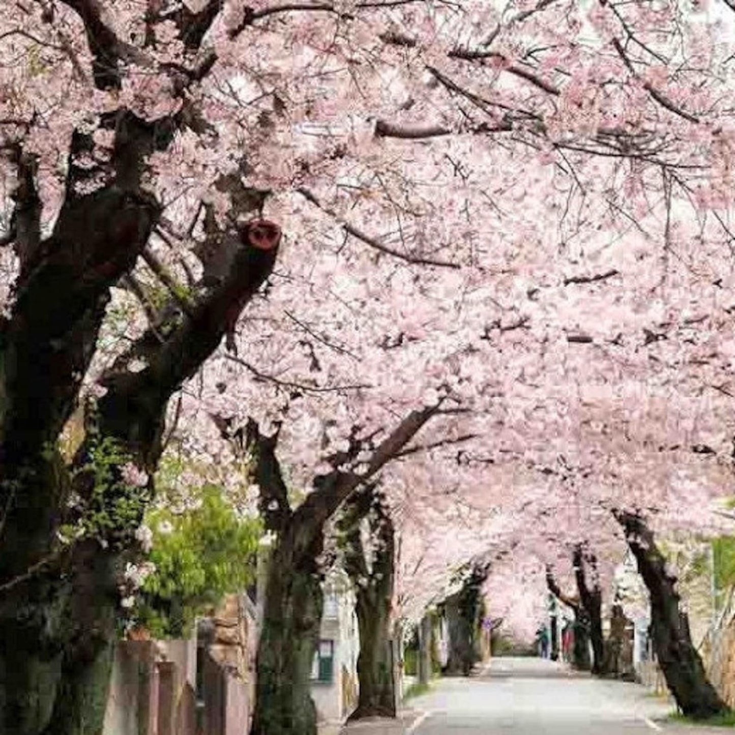 30Pcs Ideal For Mixed Tree And Shrub Plantings Cherry Blossom Seeds Easy To Grow