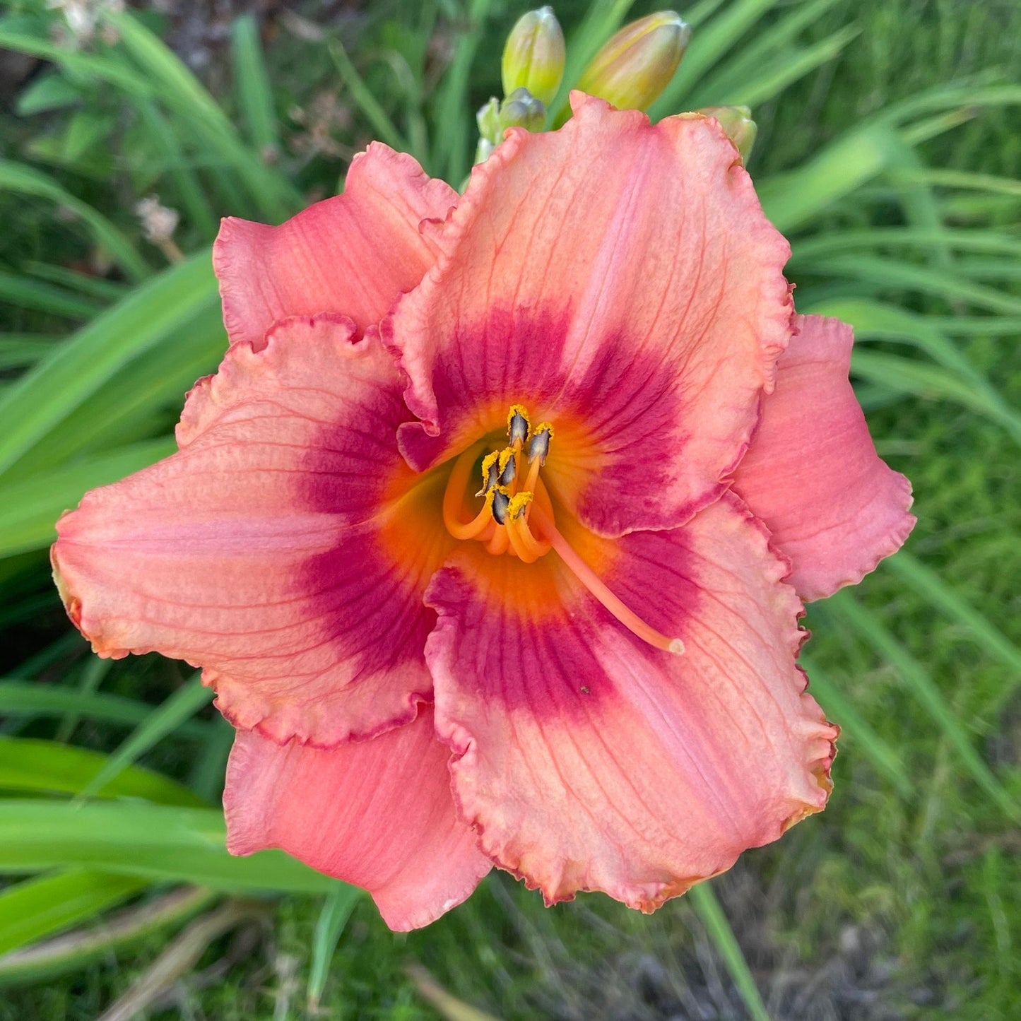 100pcs Hundred Tail Flower Seeds Friendly for new gardeners grow into full balanced upright form with steady seasonal flower renewal