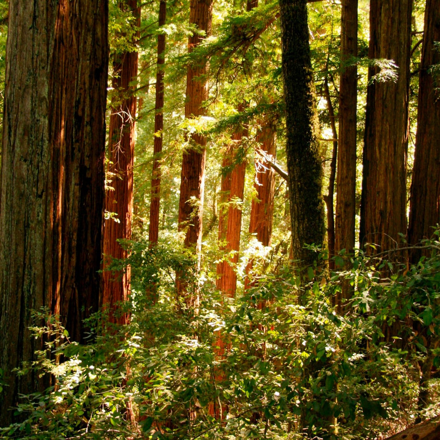 95Pcs Redwood Tree Seeds Made for home planting create timeless stately focal points along yard entrances and open garden spaces