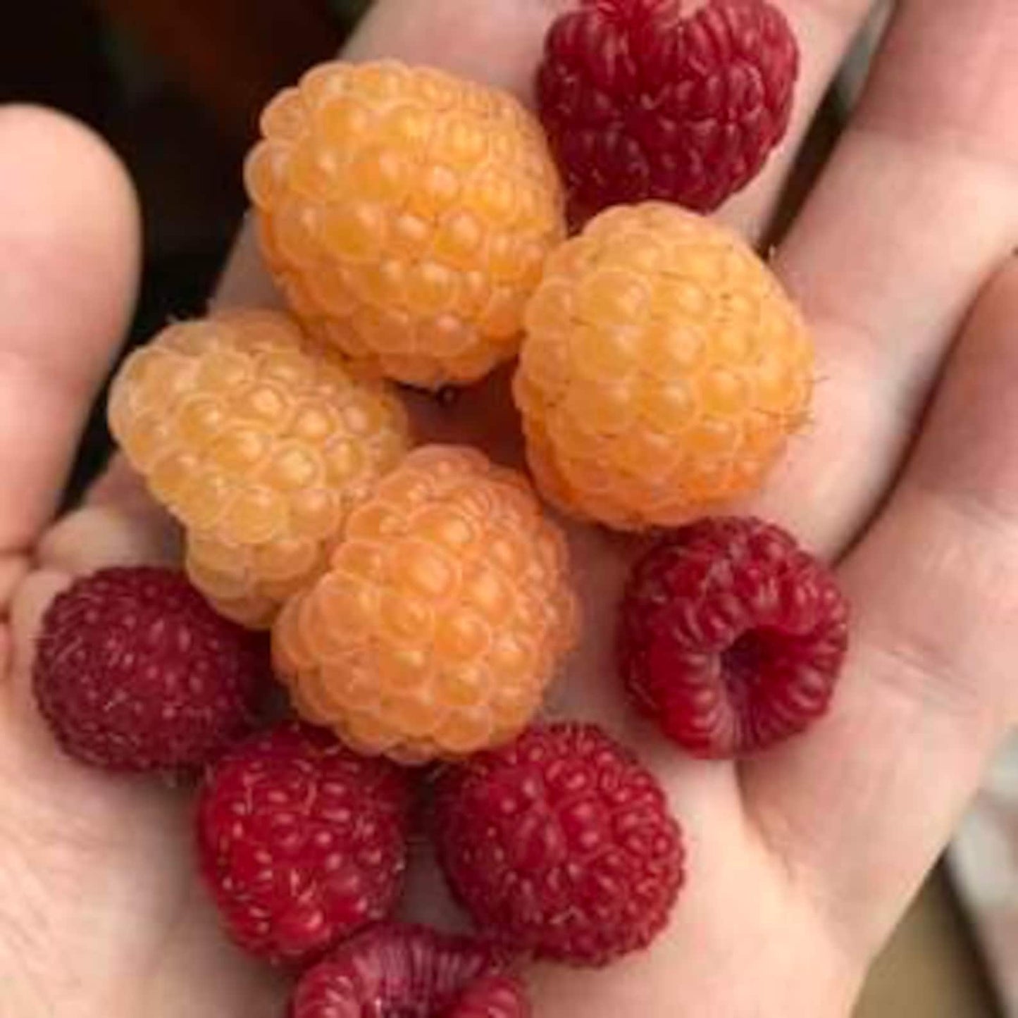 90Pcs Planting Seeds Raspberry Seeds Attractive Foliage Easy To Cultivate For Visual Looks