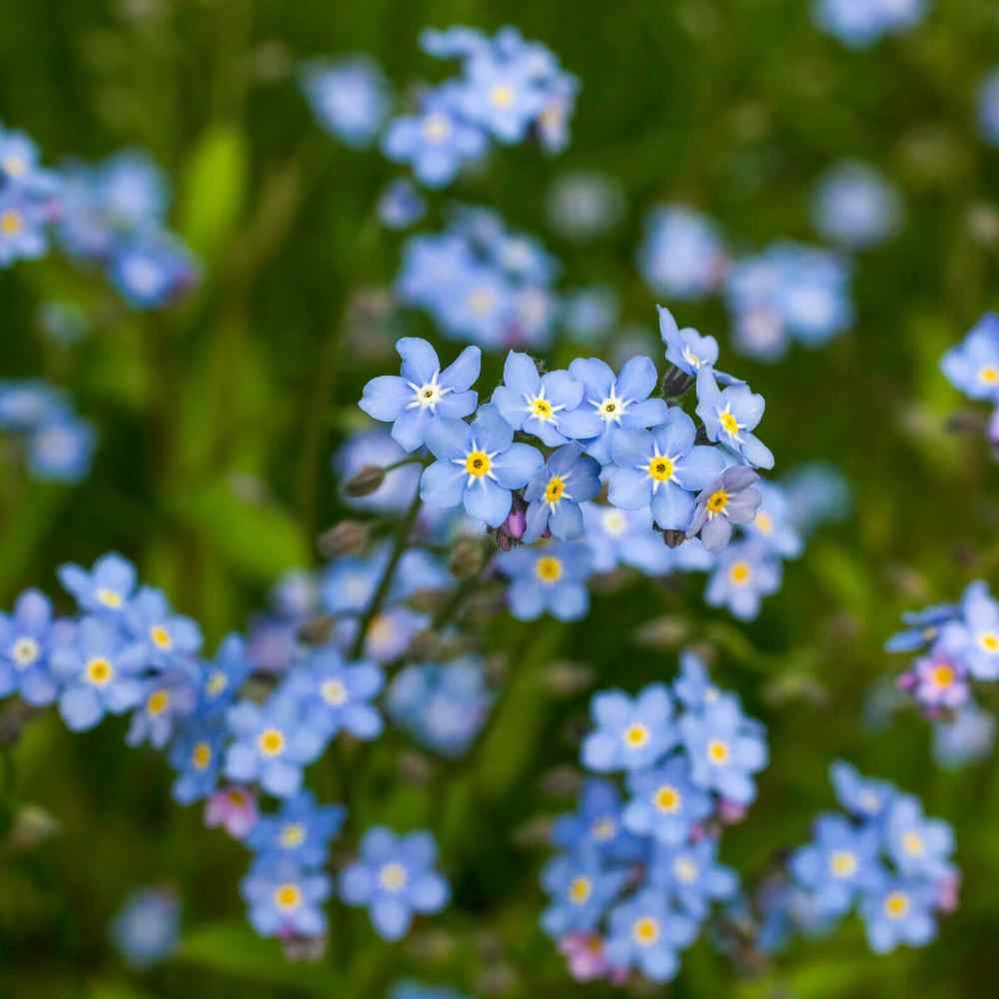 500pcs Suitable for beginner planting Forget Me Not Seeds flourish in loose well-drained soil common in home garden settings