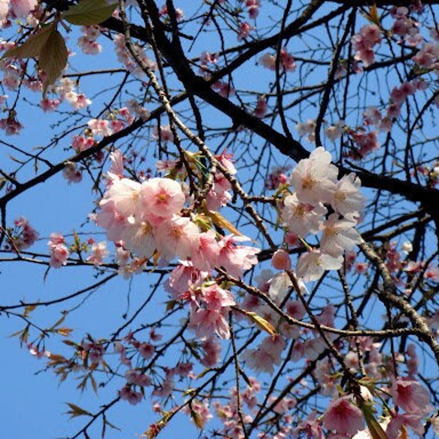 28Pcs Cherry Blossom Seeds Easy To Grow Great For Adding Life To Dull Garden Corners