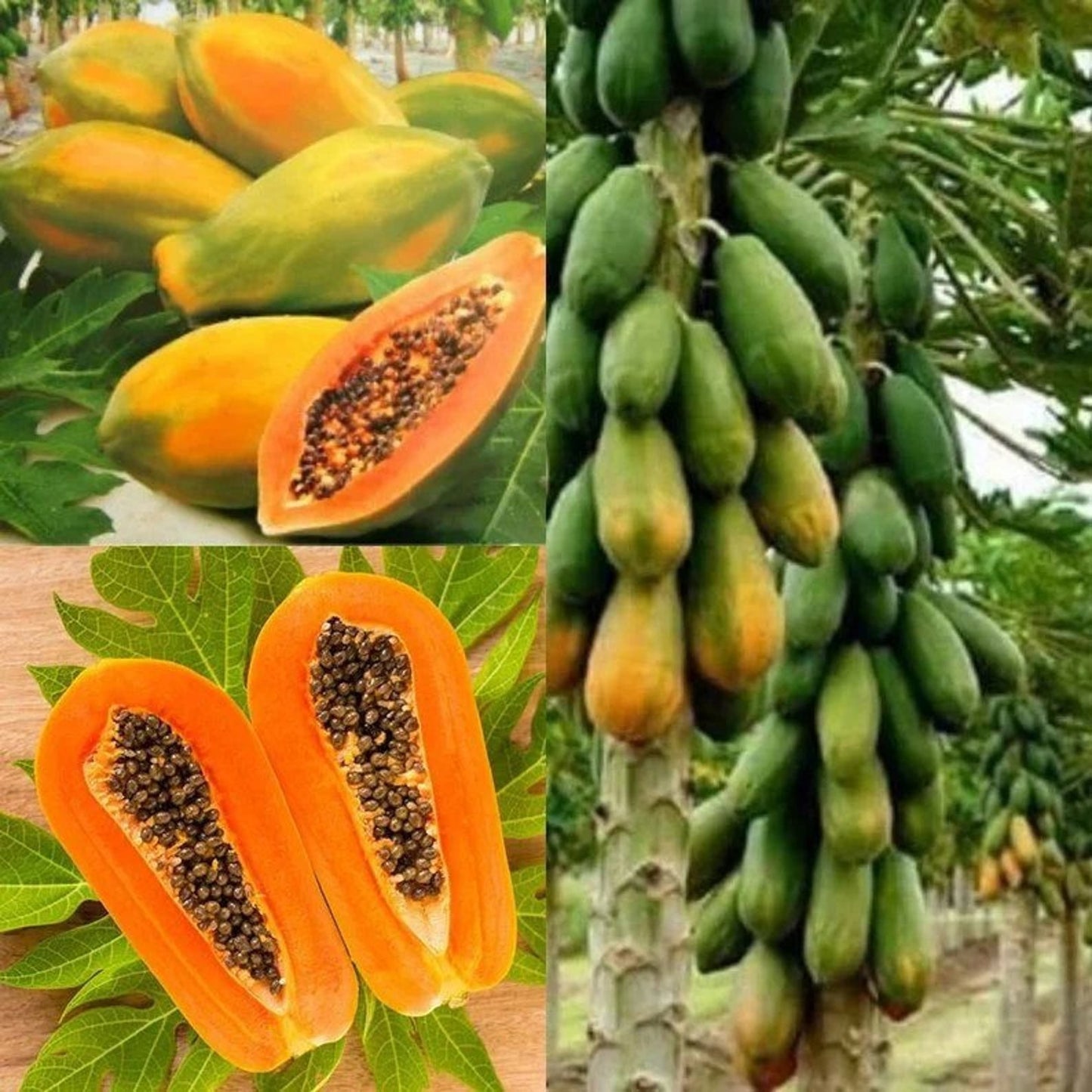 30Pcs Ornamental Papaya Seeds High Survival Rate Plump Seeds with Papaya Seeds for Home Use