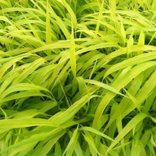 100Pcs High Germination Clumping Grass with Fountain Grass Seeds for Garden Fence Decoration