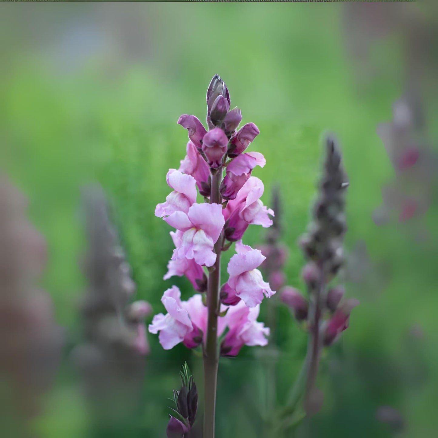 1000 Snapdragon Seeds - Cold Resistant -Potted -Attracts pollinators - Open-Pollinating - Antirrhinum majus - Balcony Pot