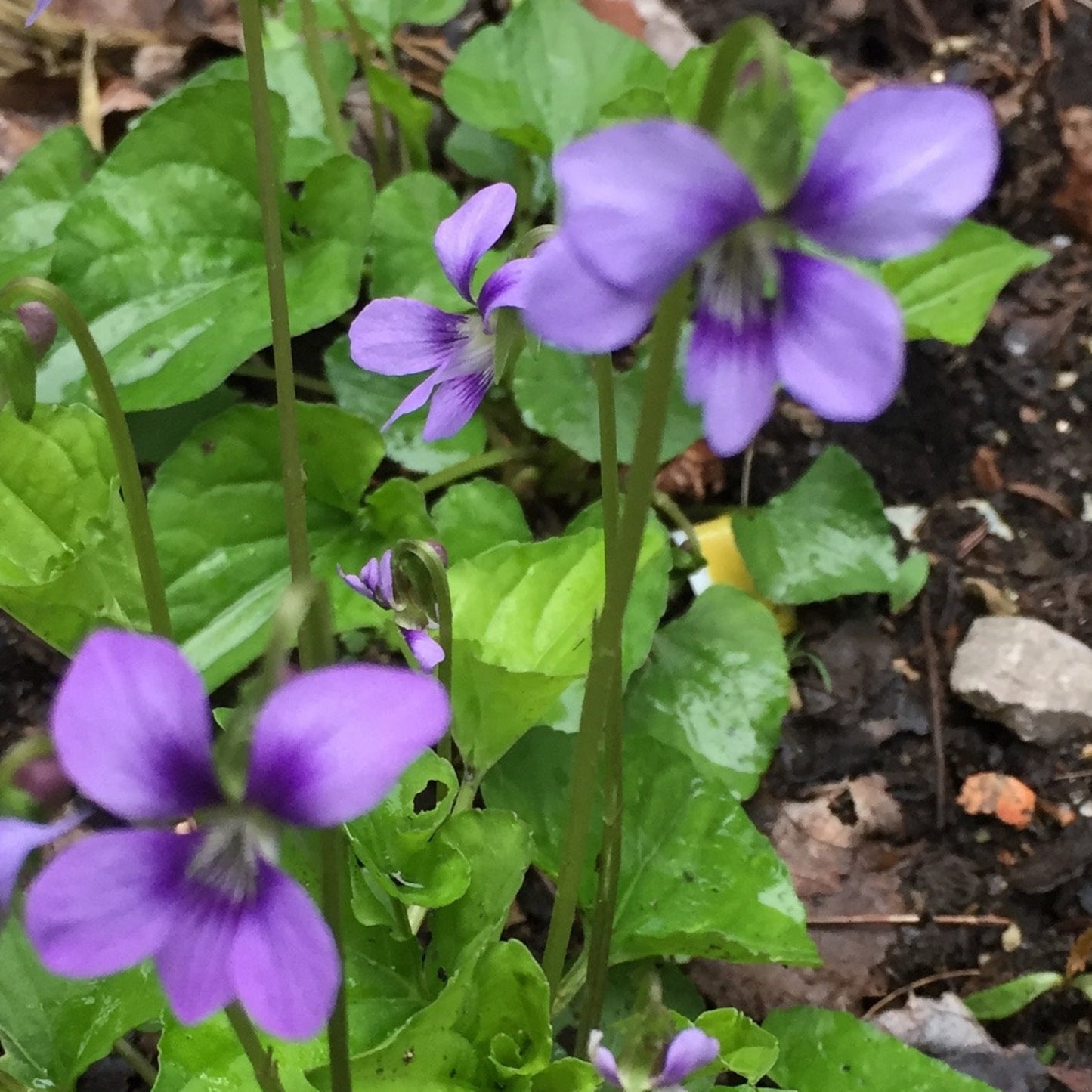 500pcs Violet Seeds Friendly for new gardeners grow into full compact clumps covered in seasonal blooms