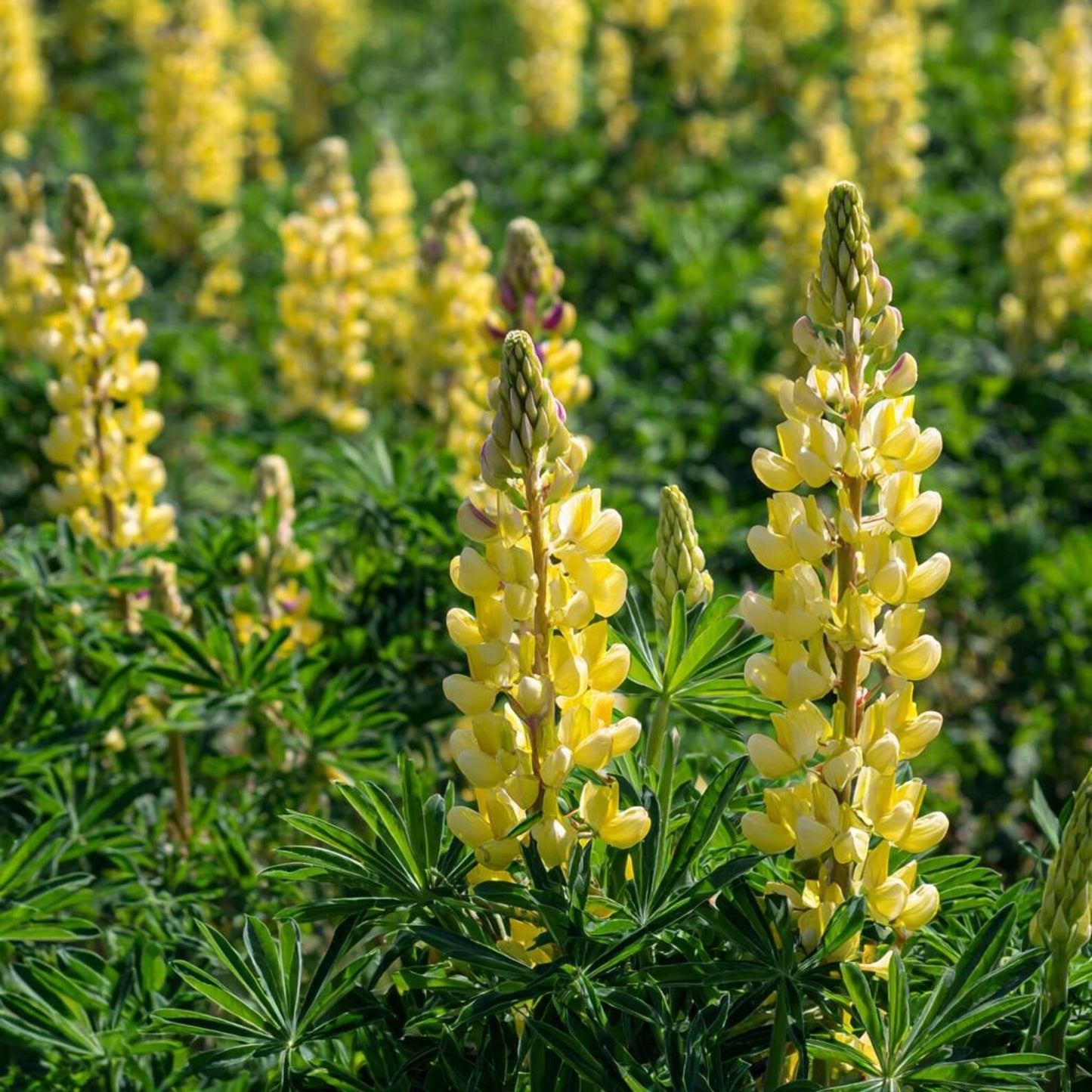 Yellow Lupine 100Pcs Seeds Lupinus Densiflorus, Pollinator Friendly, Easy Grow