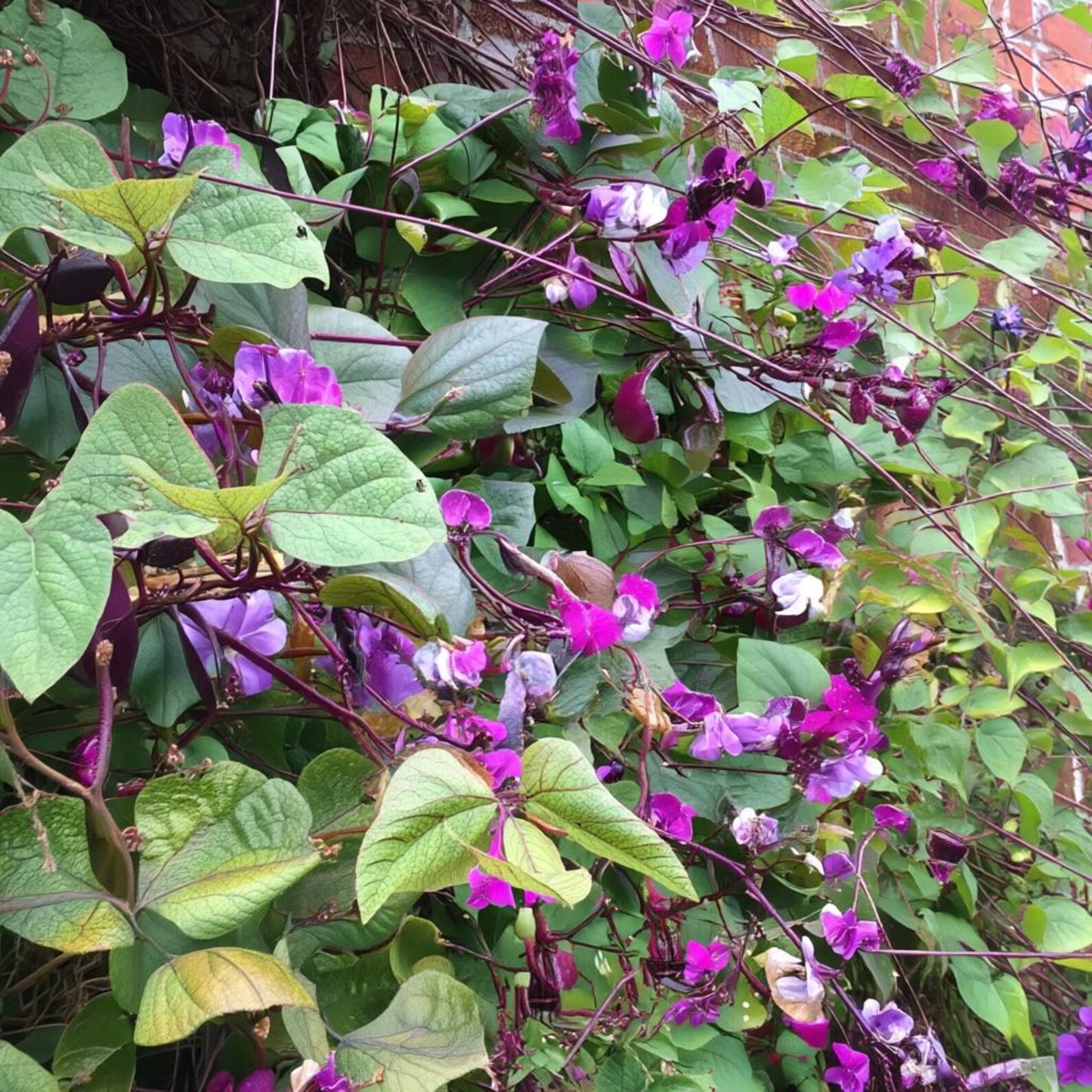 Ruby Moon Hyacinth Bean 10 Seeds Violet Pods & Fragrant Purple Blooms for Trellises