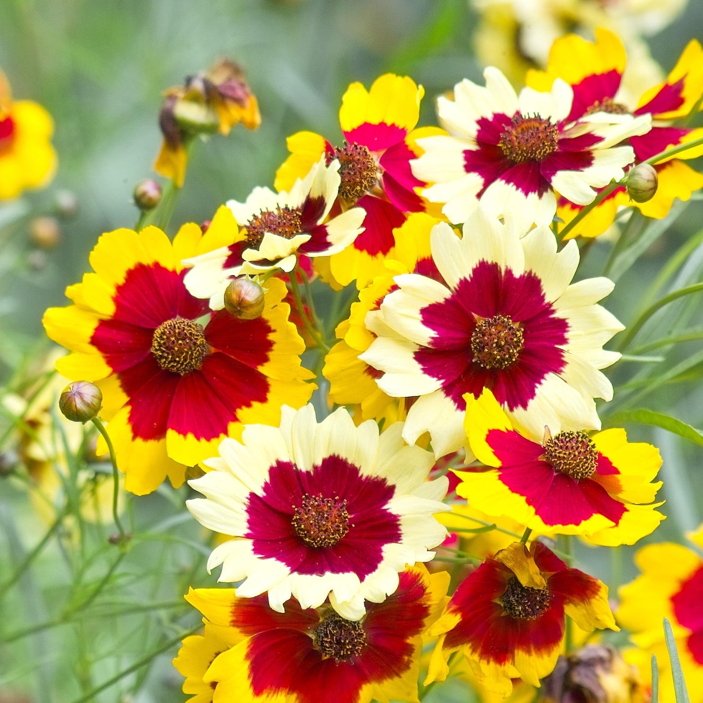 460Pcs Coreopsis Seeds Easy To Establish With Fibrous Root Systems For Good Stability In Sunny Garden Locations
