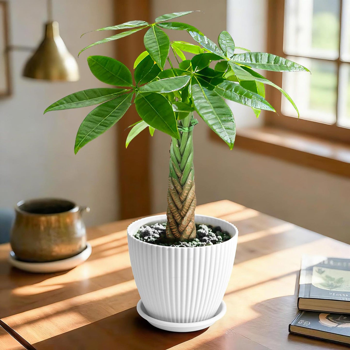 100Pcs woven Lucky Money Tree Seeds Easy Care Tropical Houseplant