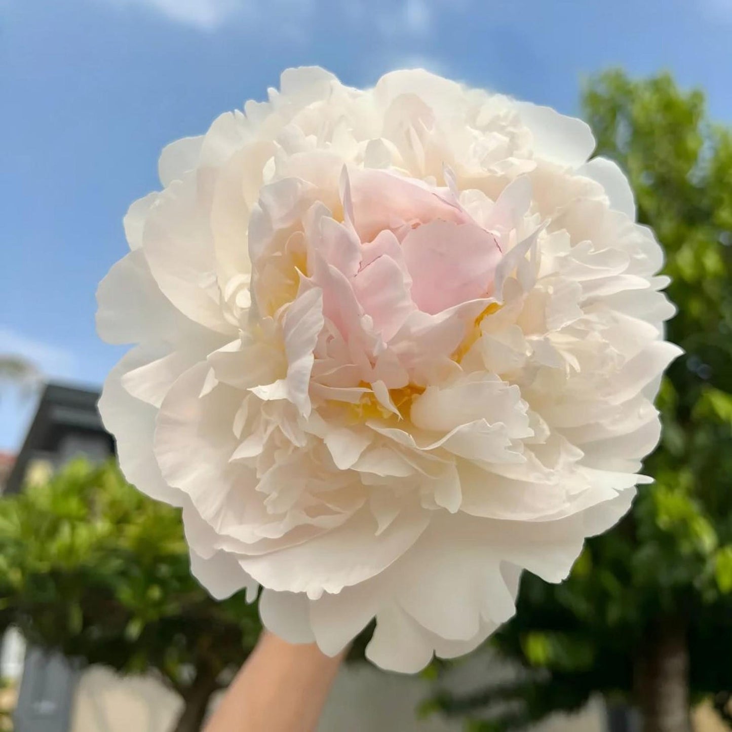 21Pcs Peony Seeds Fast To Establish Perfect For Filling Space While Younger Plants Mature