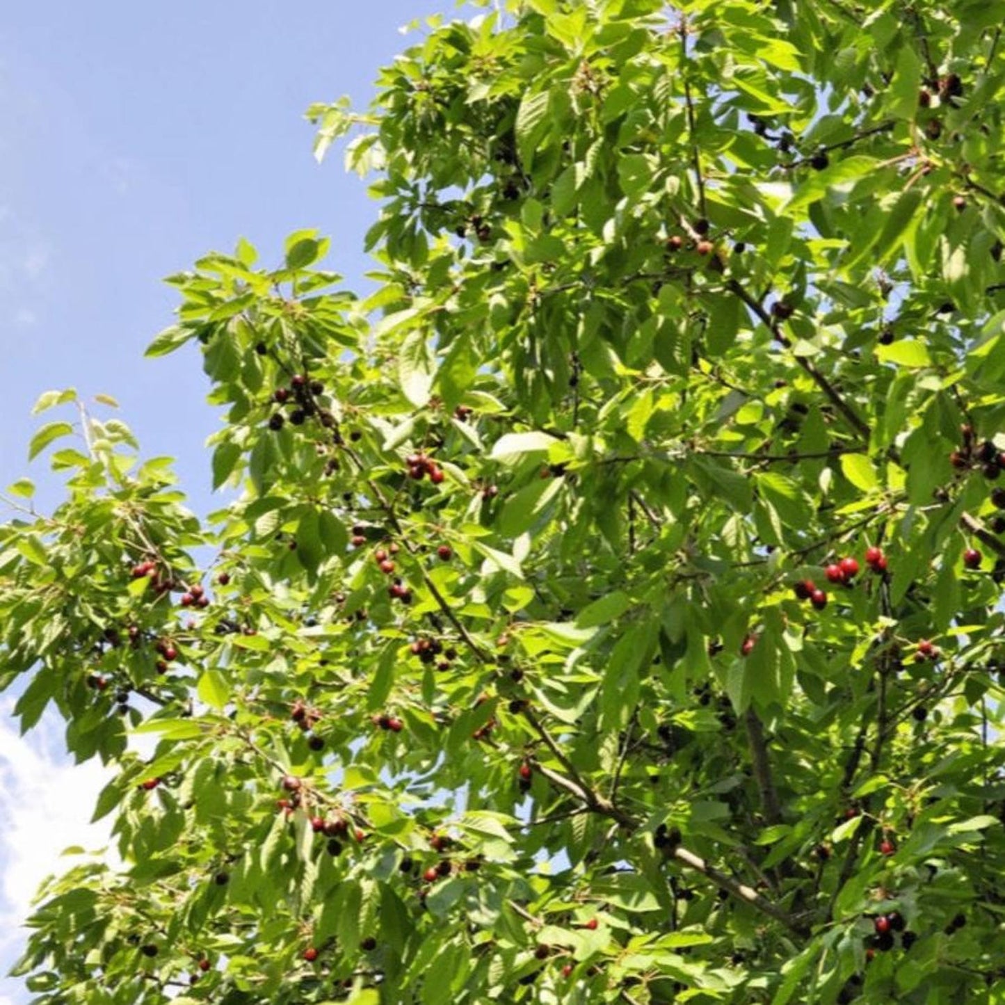 30Pcs High Germination Blossom Foliage with Cherry Tree Seeds for Garden Fence Decoration