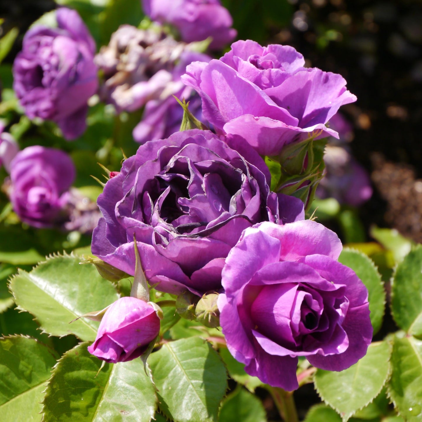 150Pcs Arching Growth Climbing Potential Rose Seeds Ideal For Trellises And Walls