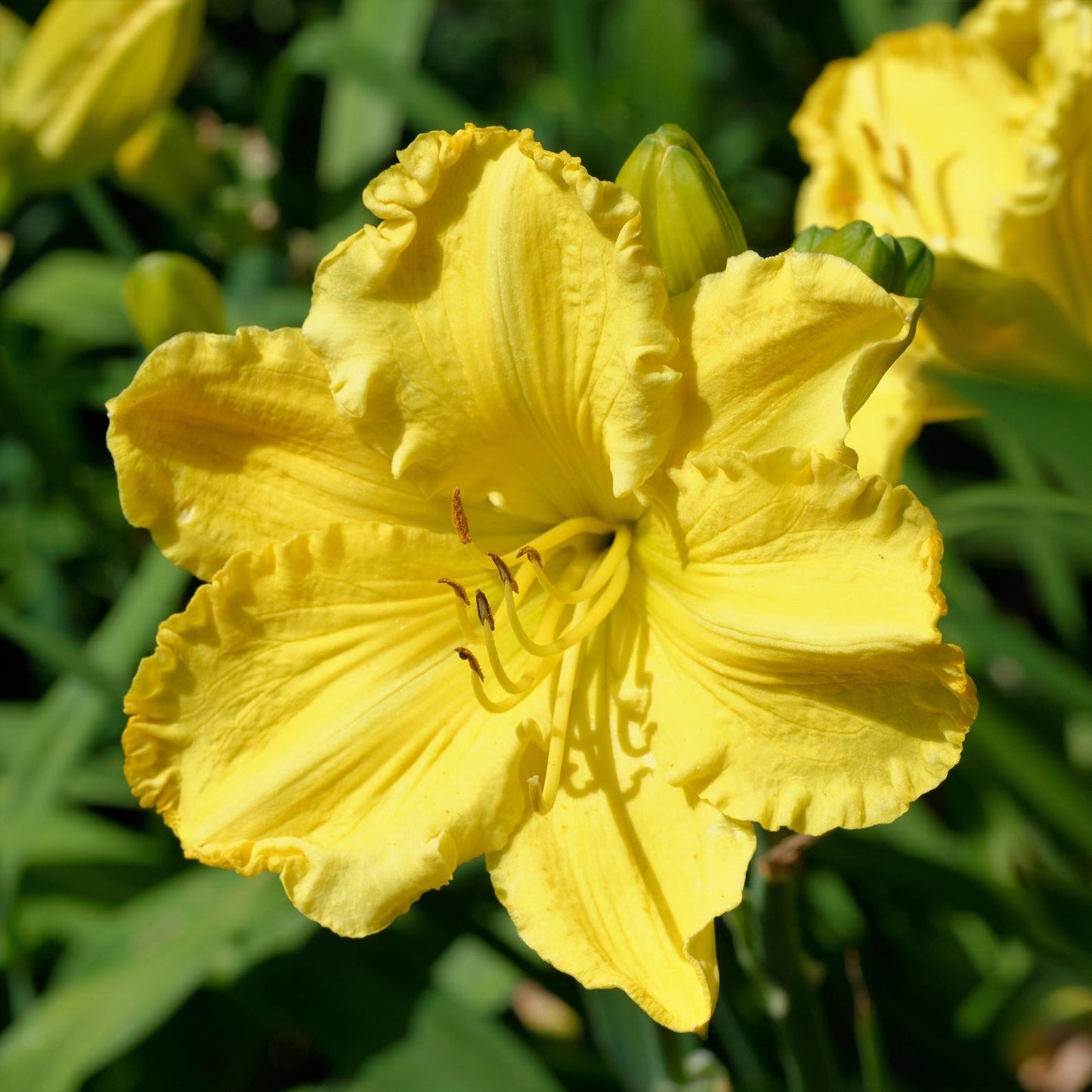 100pcs Hundred Tail Flower Seeds Effortless Cultivation fit small and medium yard and garden landscape layout demands