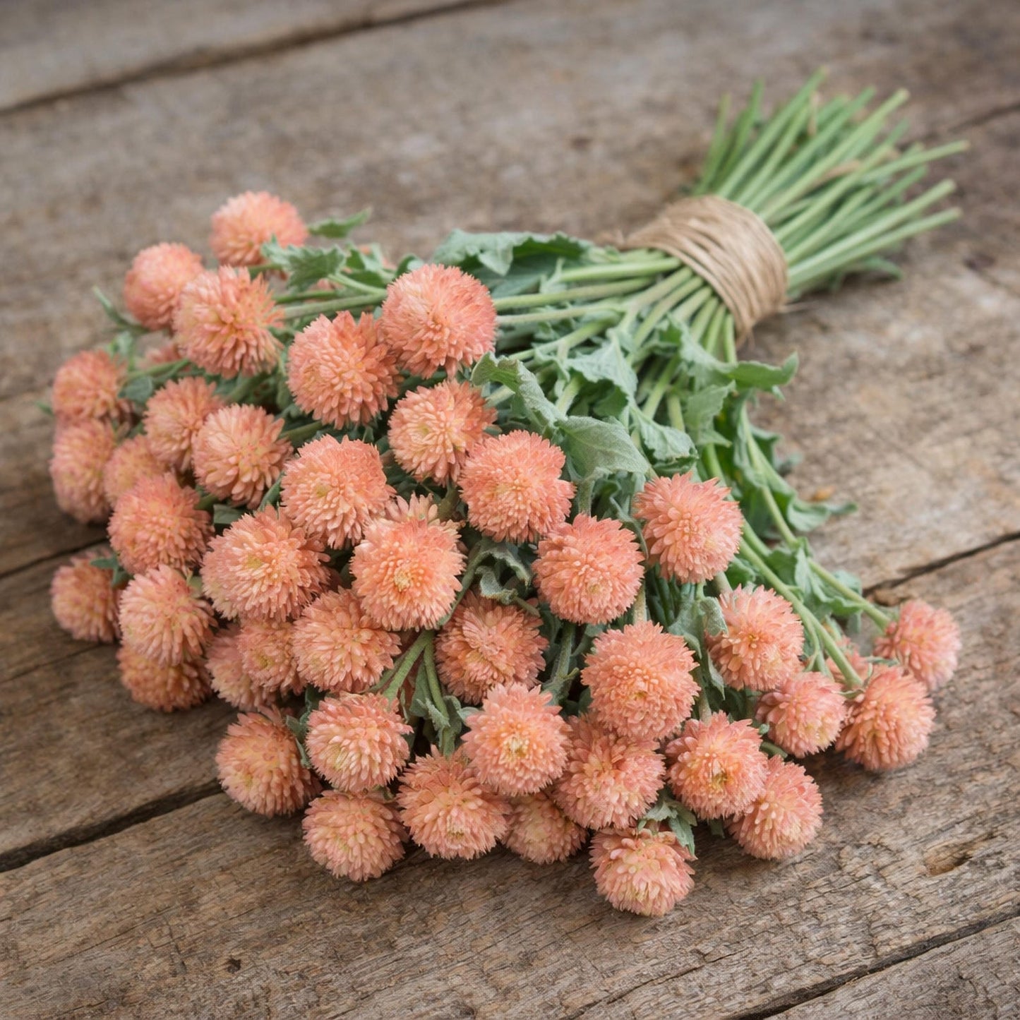 100pcs Gomphrena Seeds Simple to Grow add distinctive textured ornamental charm to plain yard and garden landscapes