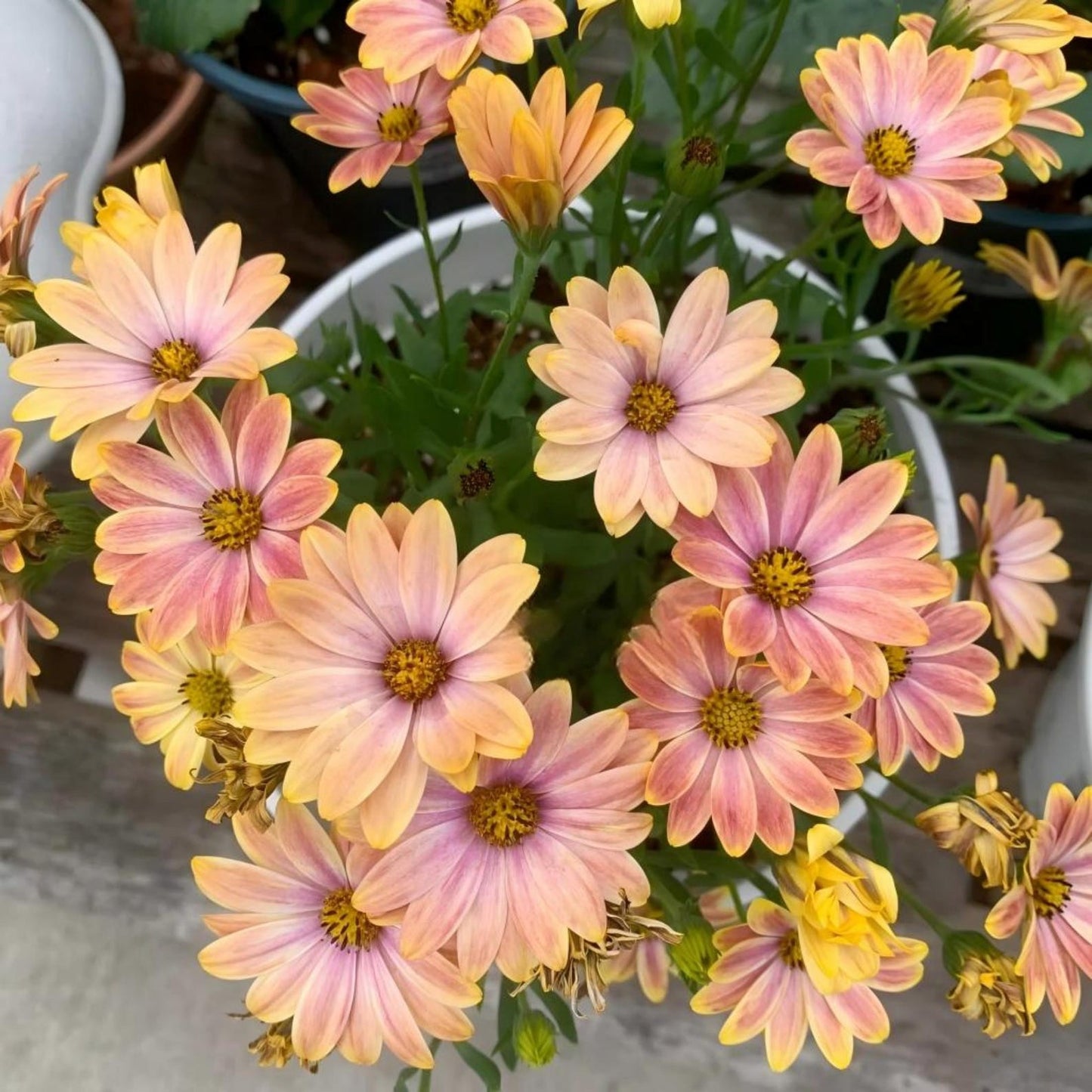 200Pcs For Attractive Soft Green Foliage Daisy Seeds Hardy Growing Offers Lush Textured Garden Greenery