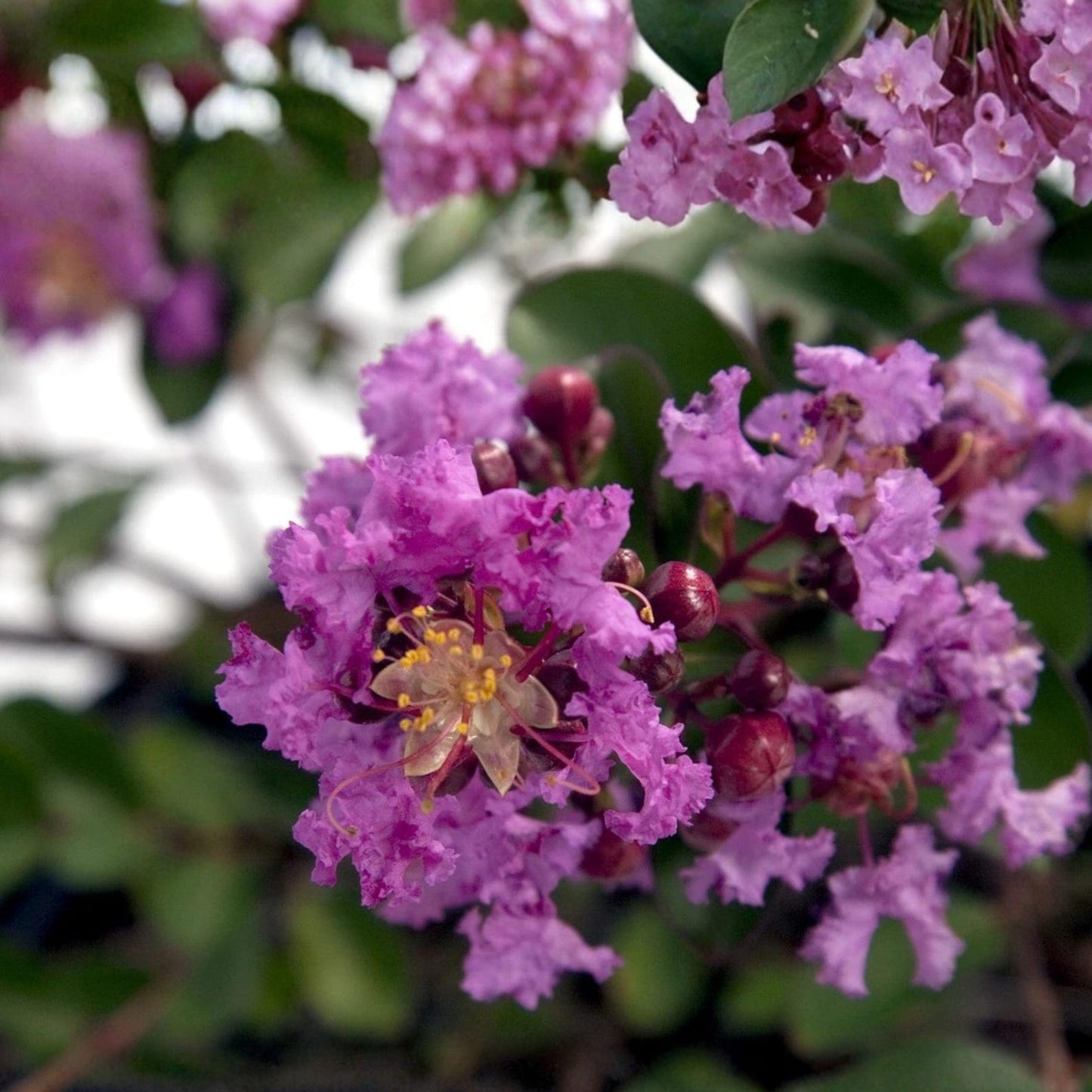Crepe Myrtle Seeds 50Pcs Flowering Tree or Shrub for Garden Growing