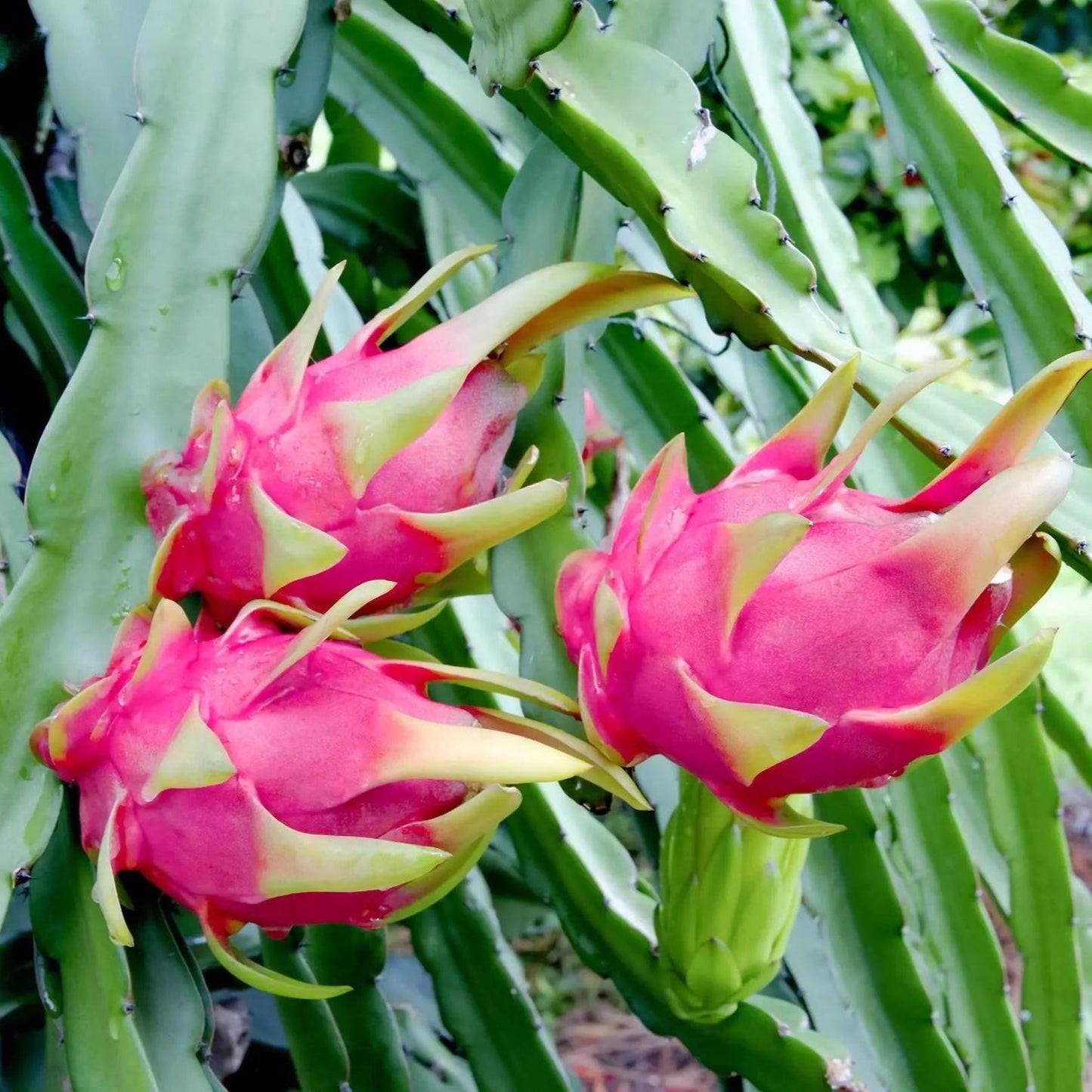 100Pcs Dragon Fruit Seeds Simple to Cultivate form strong climbing structure for natural yard trellis embellishment and outdoor decor