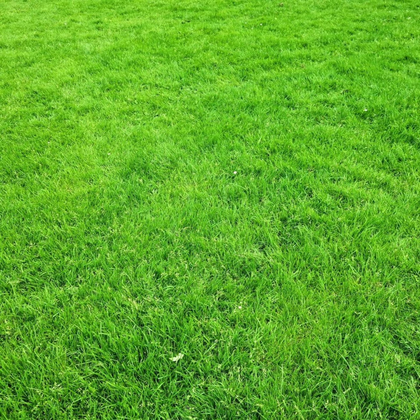 500Pcs Grass Seeds Fit for home planting hold stable growth cycles for lasting lawn and landscape layout value