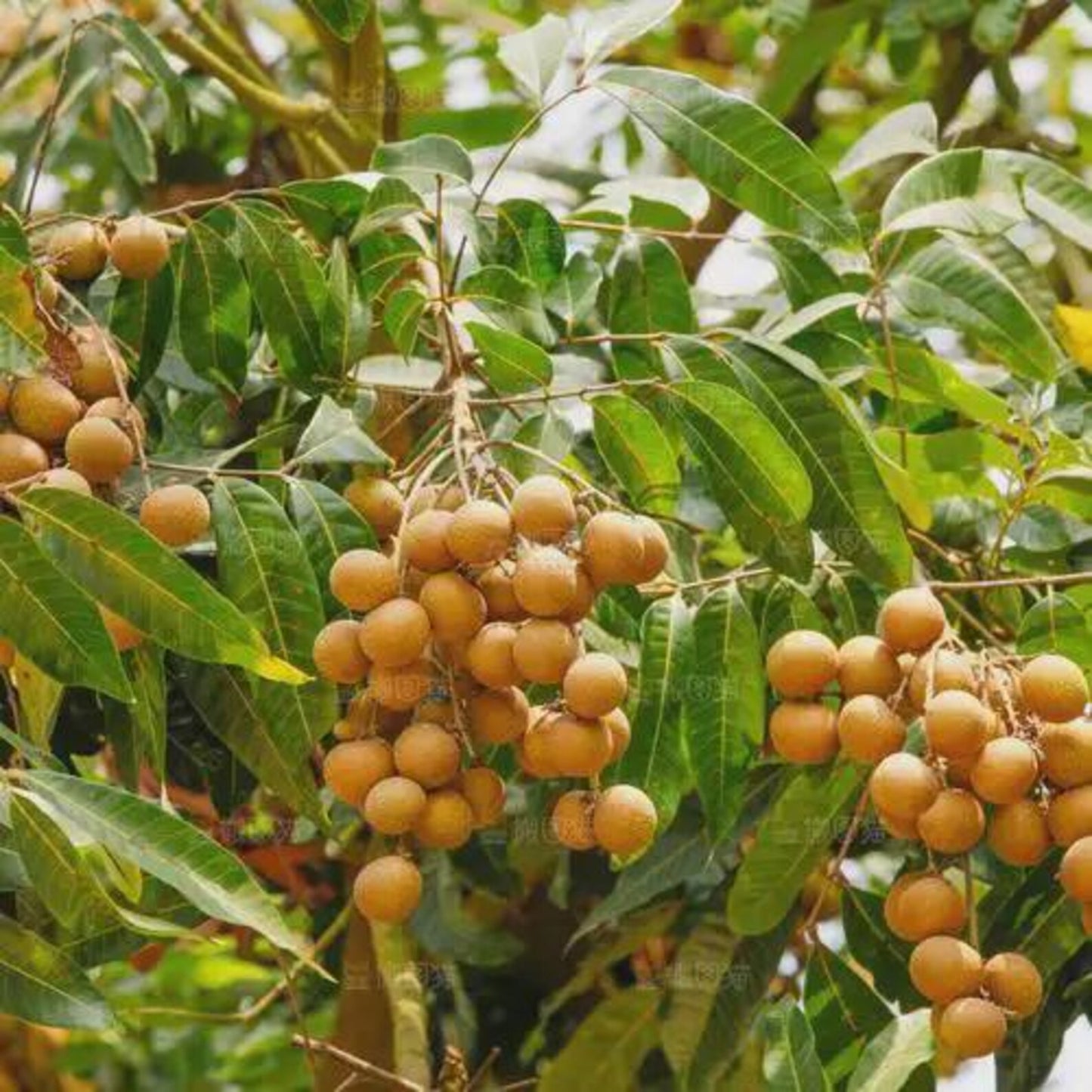 8Pcs Longan Seeds pair well with low undergrowth plantings to enrich multi-layered courtyard landscape structure