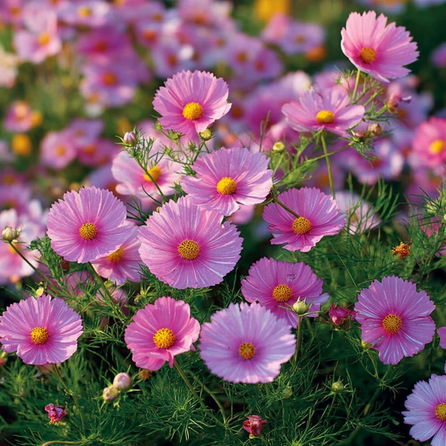 100Pcs Cosmos Seeds Easy To Grow Suitable For Creating Full Vibrant Garden Beds