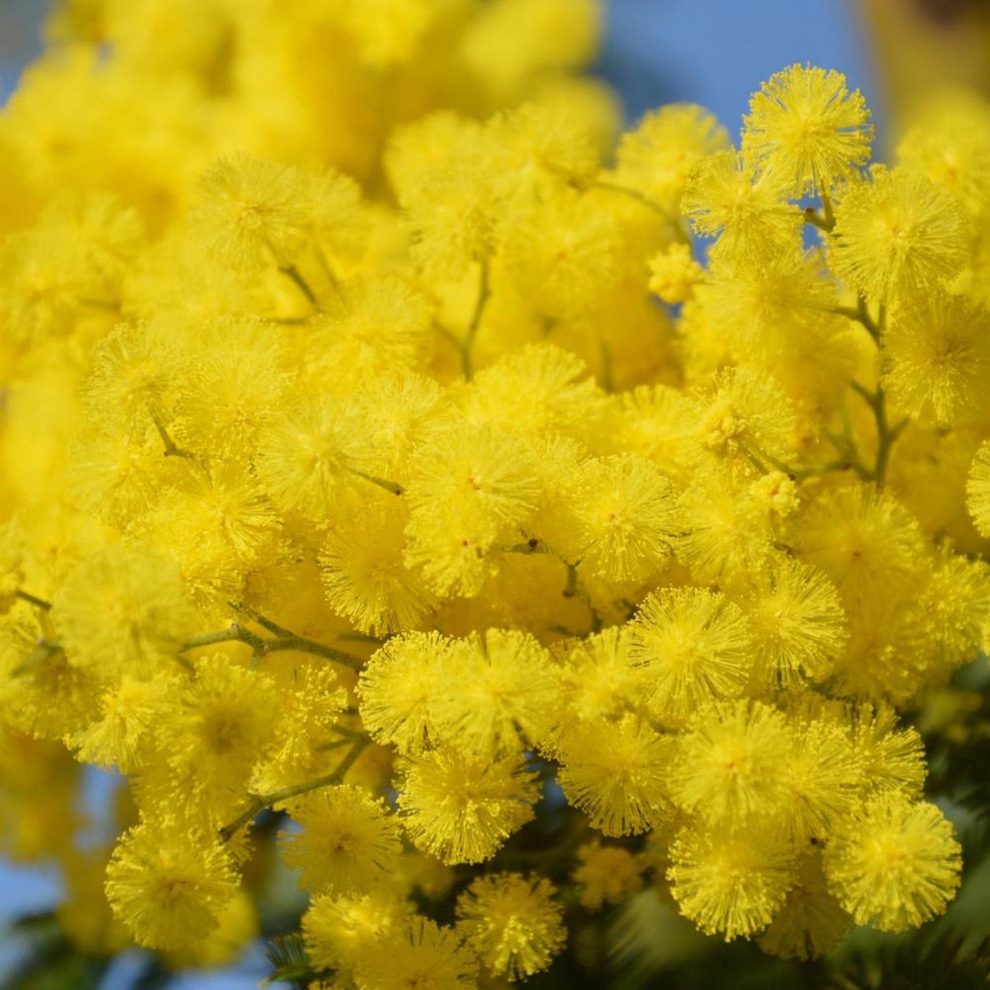 200Pcs Golden Wattle Seeds fill vast blank open spaces in newly arranged residential landscape layouts