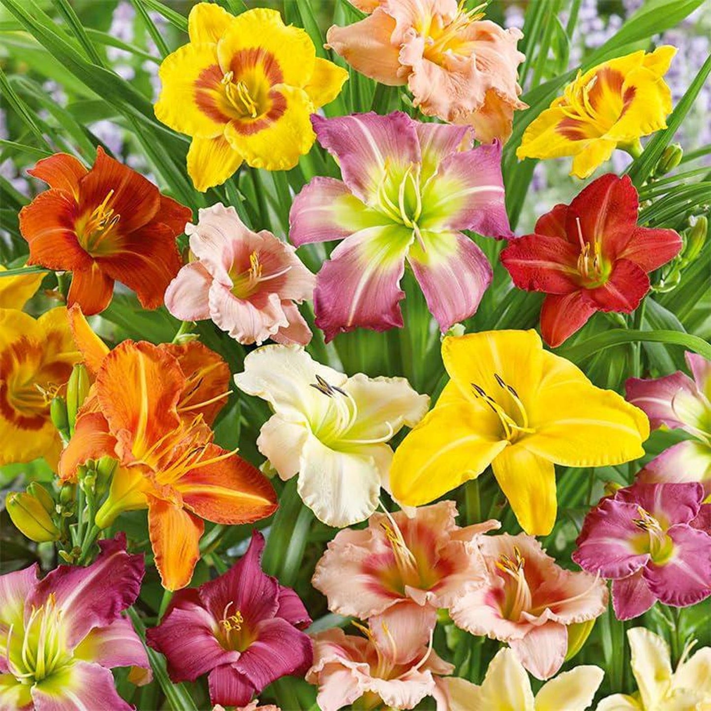 100pcs Easy to Sow and Grow Hundred Tail Flower Seeds deliver satisfying long term decorative planting experience