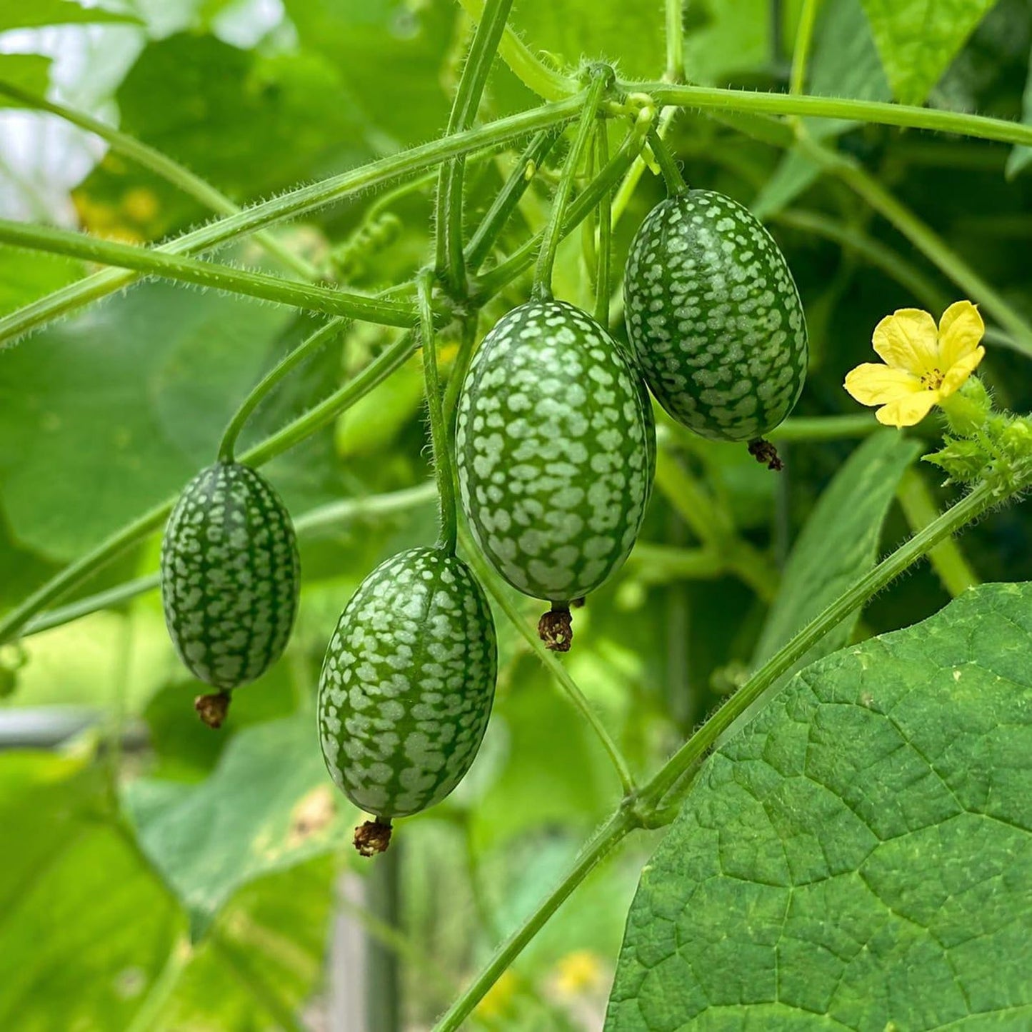 49Pcs Easy to Cultivate Thumb Watermelon Seeds match naturally with traditional home garden design and sprawling vine planting styles
