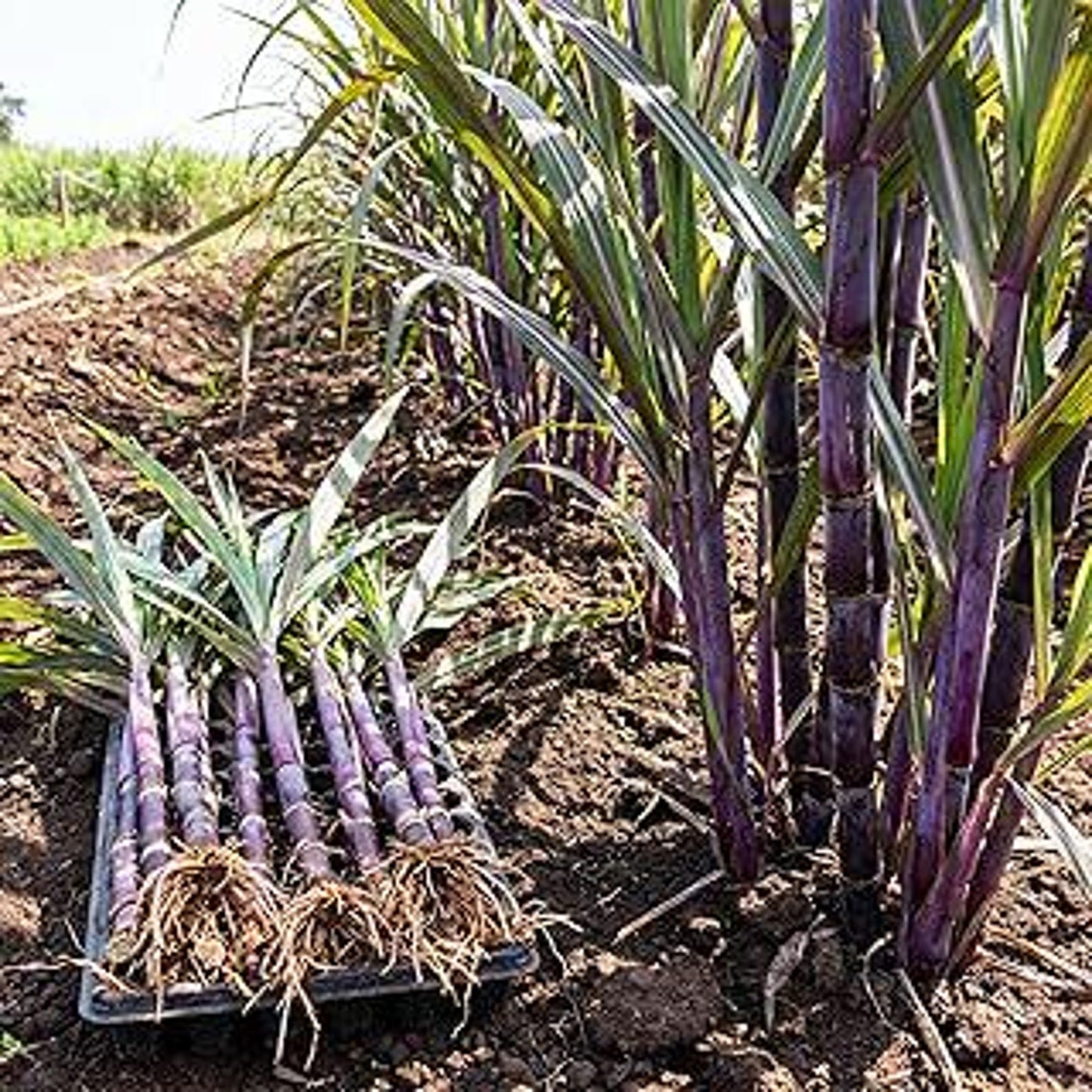 50Pcs Sugar Cane Seeds Tall Sweet Garden Plant