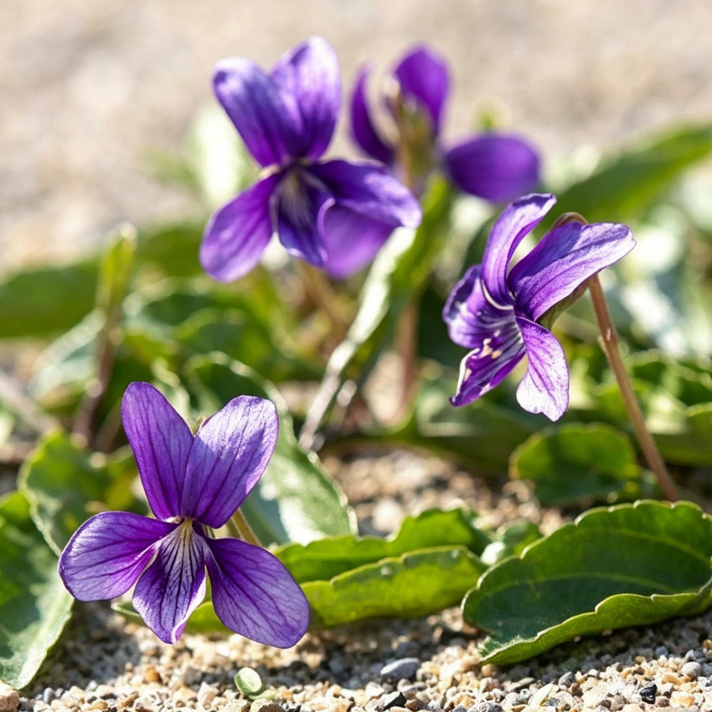 500pcs Purple Violet Seeds, Cut Flowers, Home Garden, Flower Seeds, Heirloom & Non-GMO, Easy to Grow