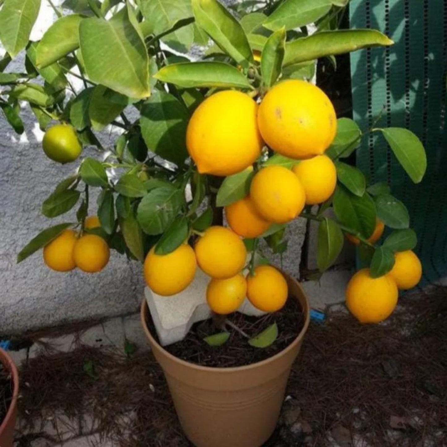 30Pcs Lemon Seeds Bring A Touch Of Tropical Elegance To Ordinary Backyard And Patio Environments