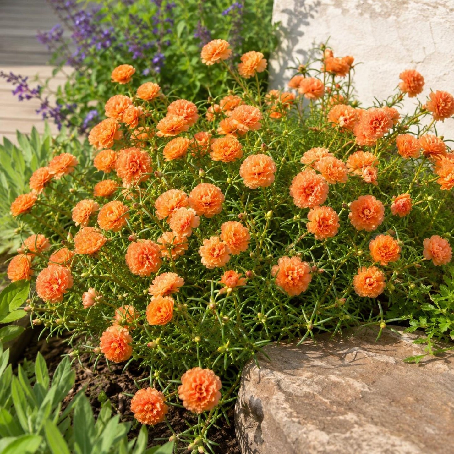1000pcs Orange Moss Rose Seeds Simple to Grow enrich flat landscape with low sprawling blooming plant clusters