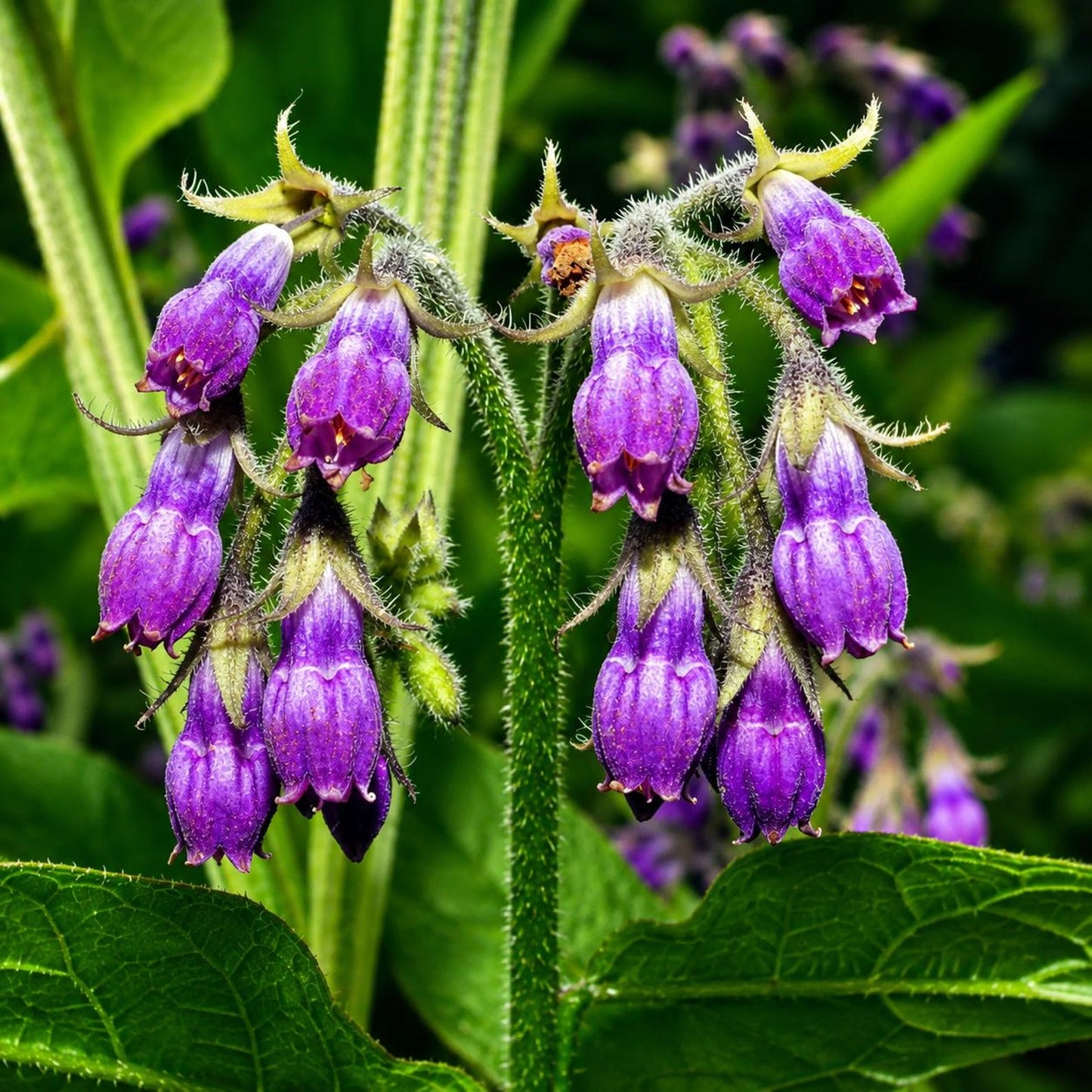 100pcs Comfrey Seeds Simple to Grow add thick substantial texture to garden backdrops and quiet yard corner landscapes